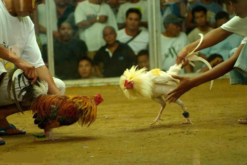 Cá cược đá gà cựa sắt Campuchia