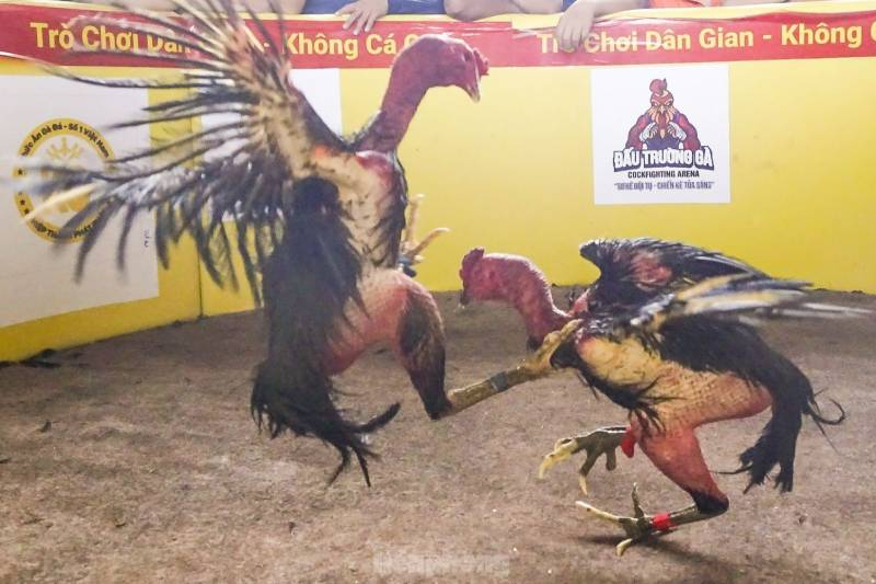 Các giống gà chọi lừng danh tại miền Trung