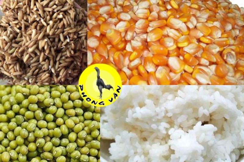 Chế độ dinh dưỡng chuẩn cho gà chiến