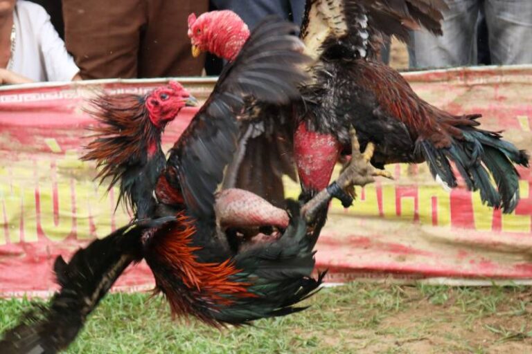 Da Ga Mien Bac – Tinh Hoa Ga Don Va Ca Cuoc Truyen Thong