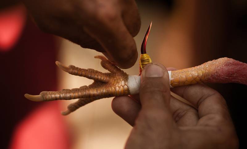 Đặc điểm nổi bật của đá gà cựa sắt Campuchia