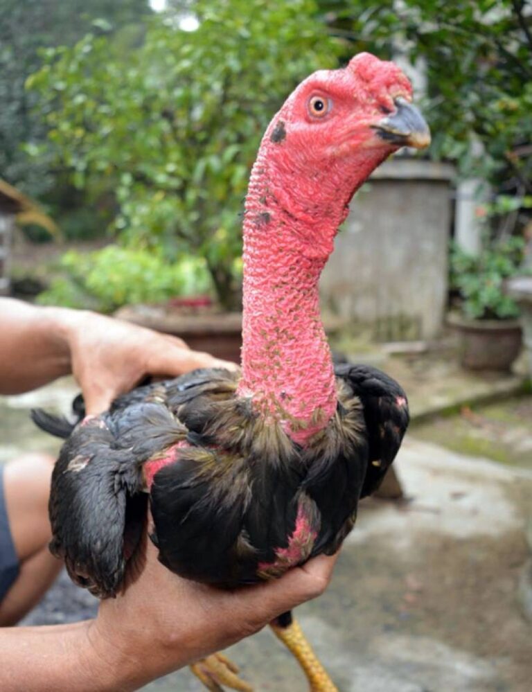 Huấn Luyện Gà Đá: Bí Quyết Tạo Nên Chiến Kê Bất Bại