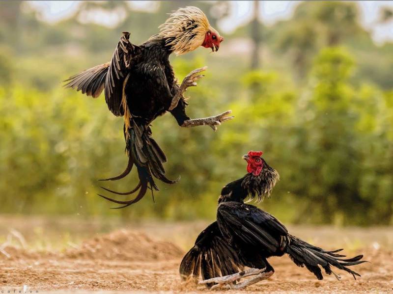 Kinh Nghiệm Cược Đá Gà Cựa Tròn – Cách Bắt Kèo Chuẩn, Thắng Lớn 1 Kinh Nghiệm Cược Đá Gà Cựa Tròn – Cách Bắt Kèo Chuẩn, Thắng Lớn