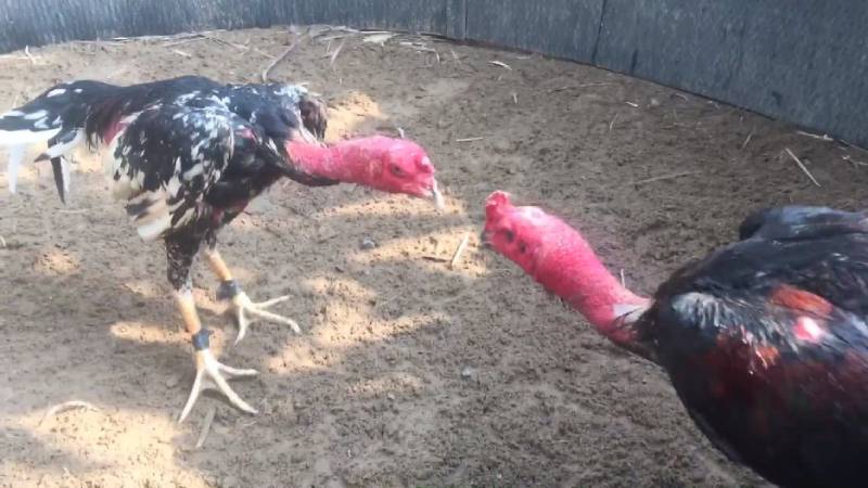 Kinh nghiệm bắt kèo như dân trong nghề