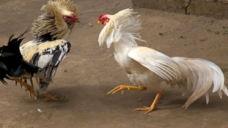 Luyện đòn – rèn bản năng chiến đấu cho gà