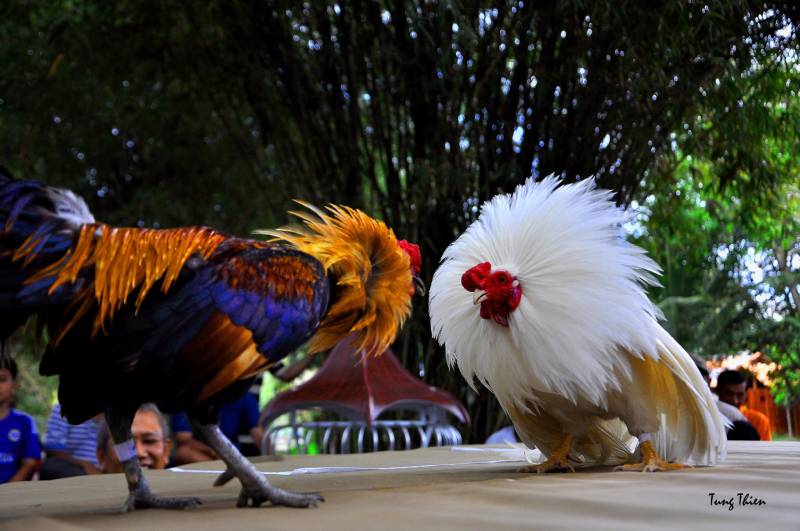 Đá Gà Miền Tây – Văn Hóa Giải Trí Đậm Chất Miền Sông Nước 4 Những trường gà nổi bật ở miền Tây