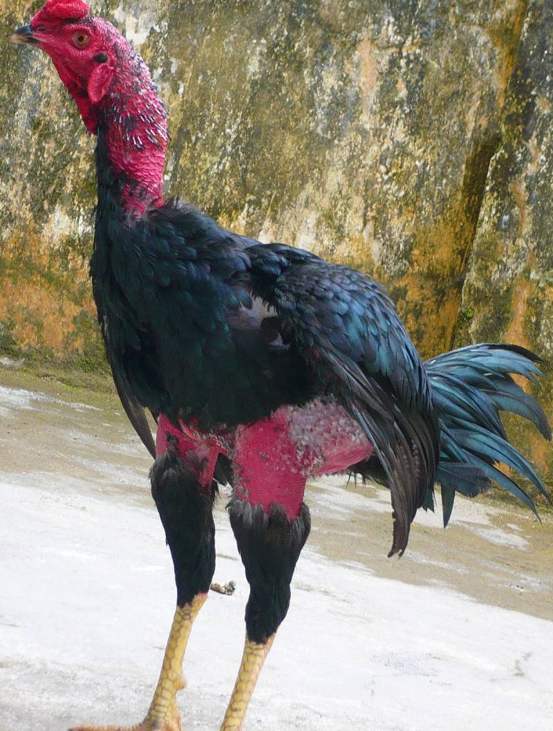 Phân biệt tên gọi gà nòi theo vùng miền