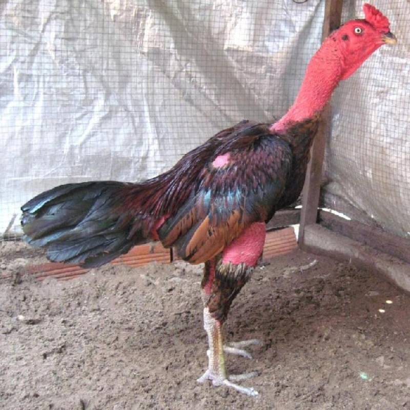 Vì sao gà nòi trở thành biểu tượng văn hóa?